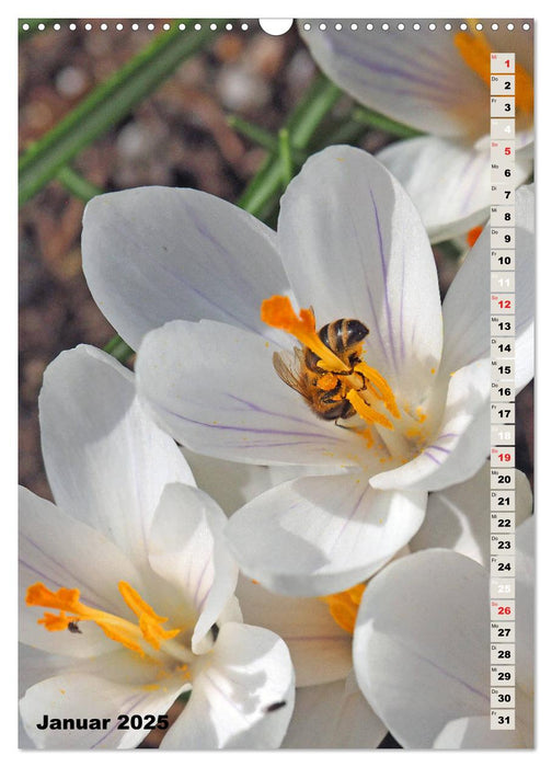 Blossom Love, von Bienen und Hummeln (CALVENDO Wandkalender 2025)