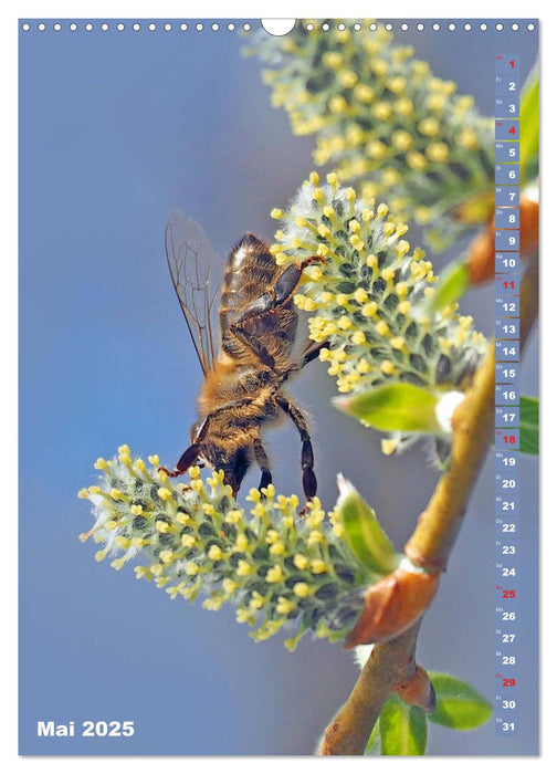 Blossom Love, von Bienen und Hummeln (CALVENDO Wandkalender 2025)