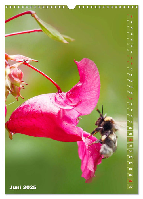 Blossom Love, von Bienen und Hummeln (CALVENDO Wandkalender 2025)