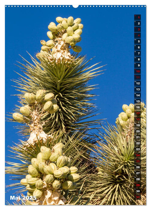 Impressionen aus dem JOSHUA TREE NATIONAL PARK (CALVENDO Premium Wandkalender 2025)