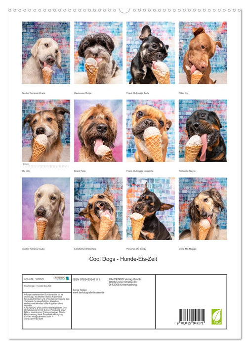 Cool Dogs - Hunde-Eis-Zeit (CALVENDO Premium Wandkalender 2025)