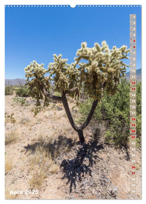 SAGUARO NATIONAL PARK Wüstenimpressionen aus Arizona (CALVENDO Premium Wandkalender 2025)