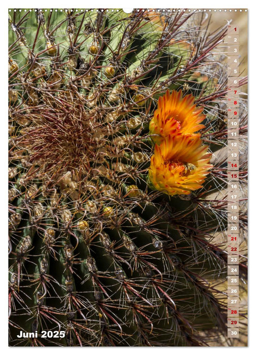 SAGUARO NATIONAL PARK Wüstenimpressionen aus Arizona (CALVENDO Premium Wandkalender 2025)