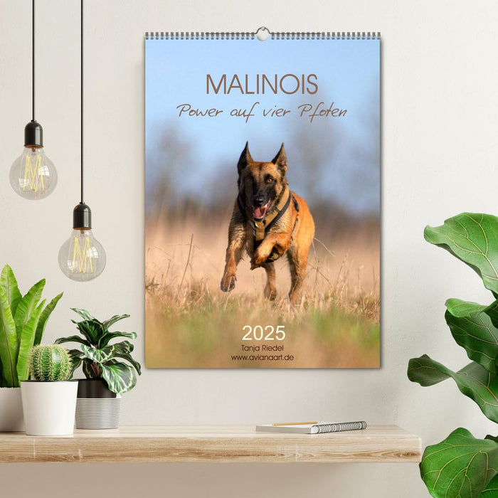 Malinois Power auf vier Pfoten (CALVENDO Wandkalender 2025)