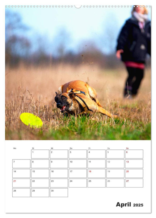 Malinois Power auf vier Pfoten (CALVENDO Wandkalender 2025)