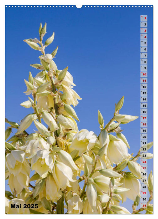 WHITE SANDS NATIONAL MONUMENT Wüstenimpressionen (CALVENDO Premium Wandkalender 2025)