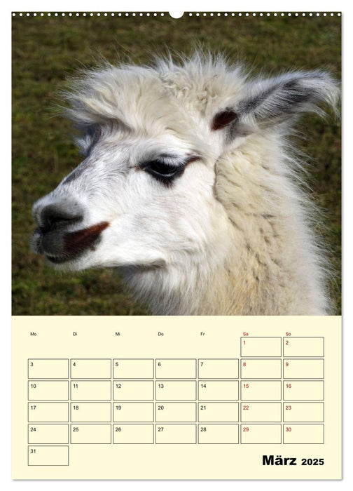 Alpakas erleben (CALVENDO Premium Wandkalender 2025)