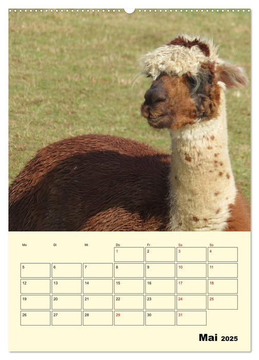 Alpakas erleben (CALVENDO Premium Wandkalender 2025)