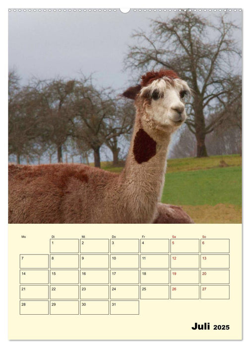 Alpakas erleben (CALVENDO Premium Wandkalender 2025)