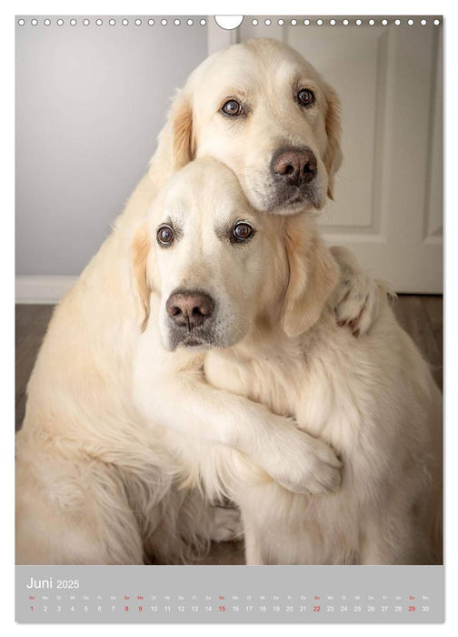 Grace und Cuba - Zwei liebenswerte Golden Retriever (CALVENDO Wandkalender 2025)