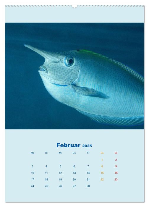 Portraitaufnahmen - Fische (CALVENDO Premium Wandkalender 2025)