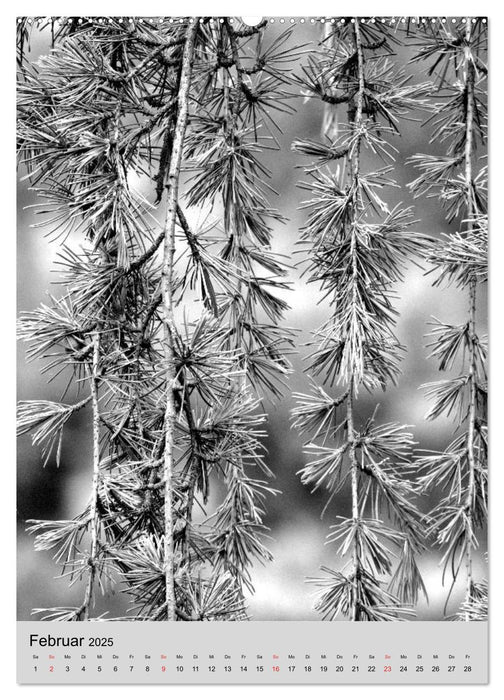 Natur monochrom Die besondere Wirkung (CALVENDO Premium Wandkalender 2025)