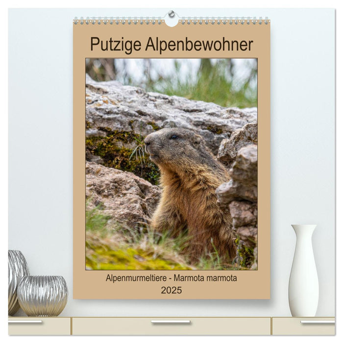 Putzige Alpenbewohner - Alpenmurmeltiere (CALVENDO Premium Wandkalender 2025)