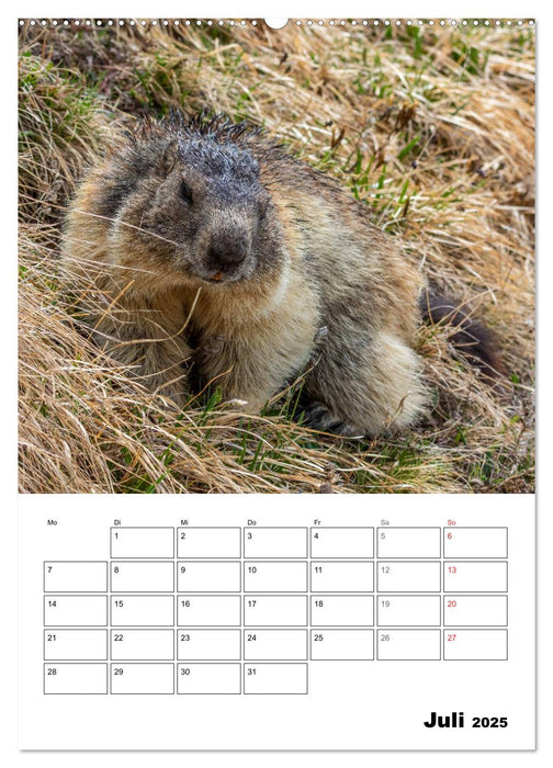 Putzige Alpenbewohner - Alpenmurmeltiere (CALVENDO Premium Wandkalender 2025)