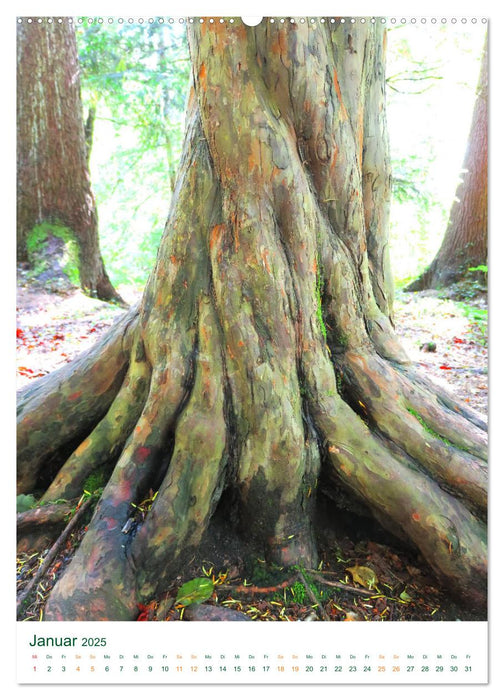 Die Eibe - Der sagenumwobene Baum (CALVENDO Premium Wandkalender 2025)