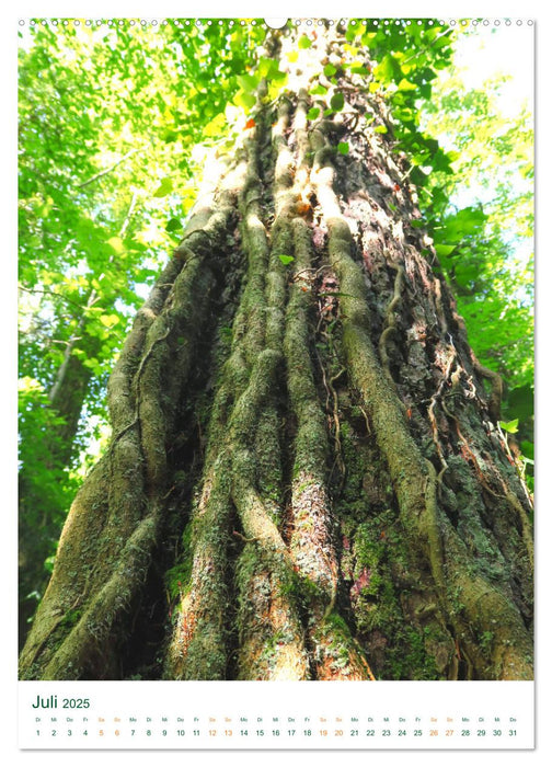 Die Eibe - Der sagenumwobene Baum (CALVENDO Premium Wandkalender 2025)