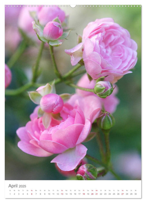 Glücklich mit Rosen (CALVENDO Premium Wandkalender 2025)