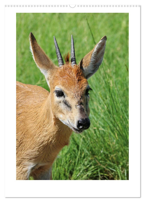 SÜDAFRIKA - WILDTIERE IM PORTRAIT (CALVENDO Premium Wandkalender 2025)