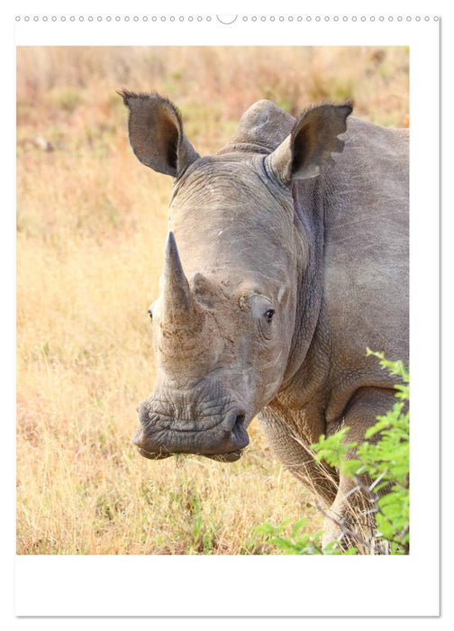 SÜDAFRIKA - WILDTIERE IM PORTRAIT (CALVENDO Premium Wandkalender 2025)