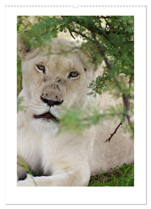 SÜDAFRIKA - WILDTIERE IM PORTRAIT (CALVENDO Premium Wandkalender 2025)