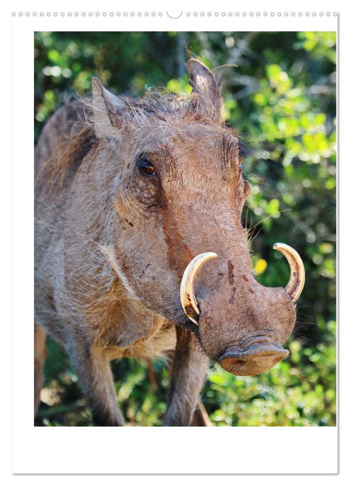 SÜDAFRIKA - WILDTIERE IM PORTRAIT (CALVENDO Premium Wandkalender 2025)