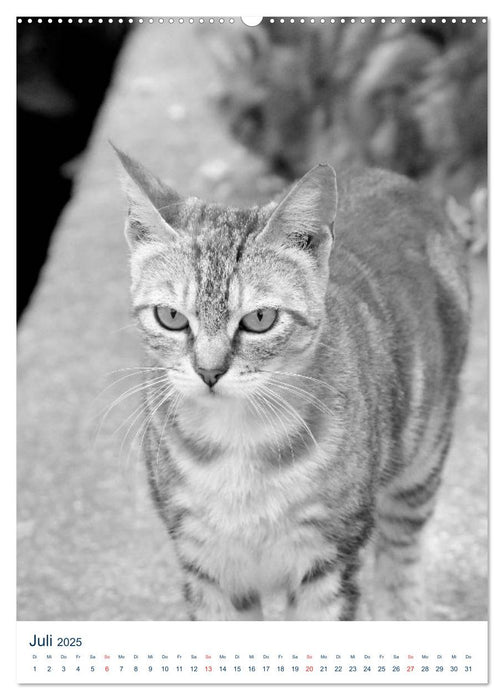 Wilde Katzen - Korsikas Samtpfoten (CALVENDO Premium Wandkalender 2025)