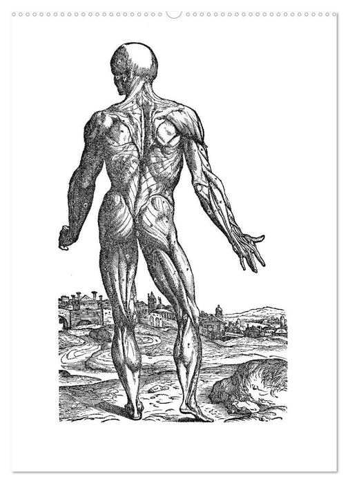 Vesalius anatomische Muskelmänner (CALVENDO Premium Wandkalender 2025)