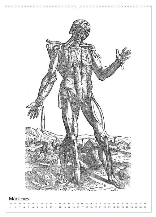 Vesalius anatomische Muskelmänner (CALVENDO Premium Wandkalender 2025)