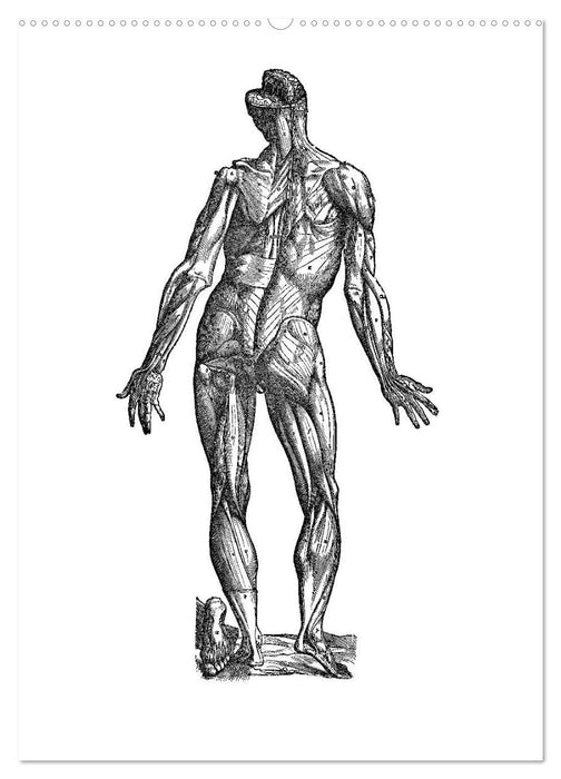 Vesalius anatomische Muskelmänner (CALVENDO Premium Wandkalender 2025)