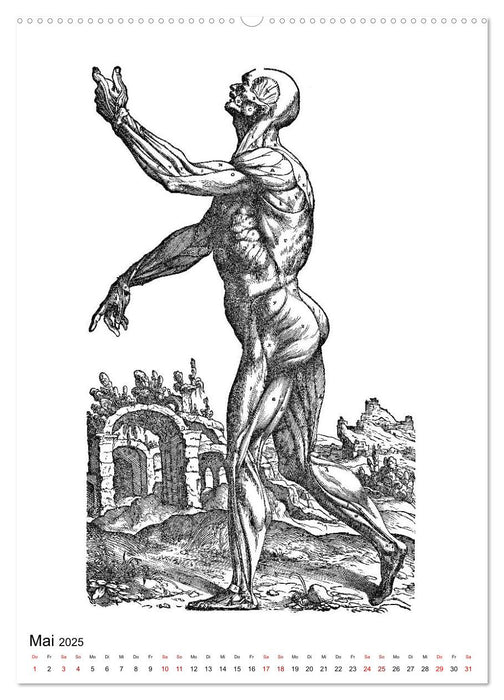 Vesalius anatomische Muskelmänner (CALVENDO Premium Wandkalender 2025)