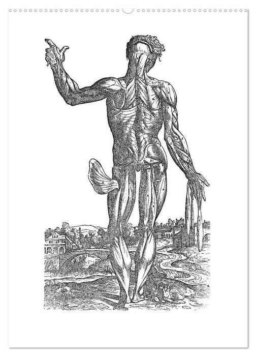 Vesalius anatomische Muskelmänner (CALVENDO Premium Wandkalender 2025)