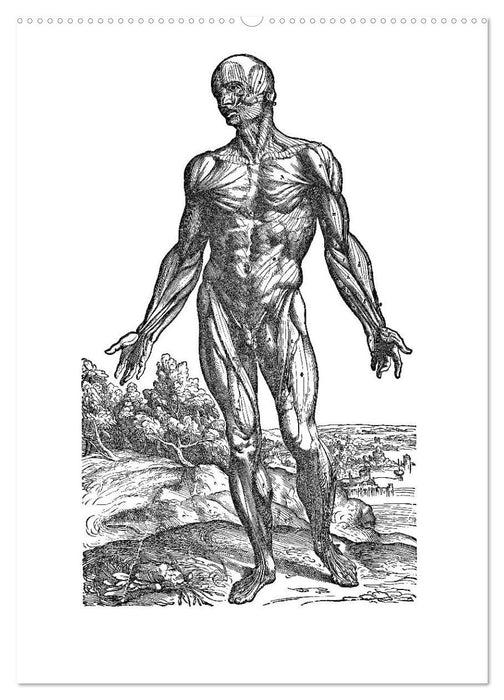 Vesalius anatomische Muskelmänner (CALVENDO Premium Wandkalender 2025)