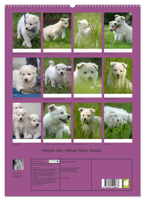 Welpen Zeit - Berger Blanc Suisse (CALVENDO Premium Wandkalender 2025)