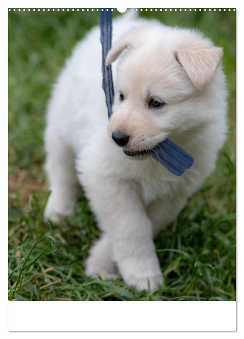 Welpen Zeit - Berger Blanc Suisse (CALVENDO Premium Wandkalender 2025)