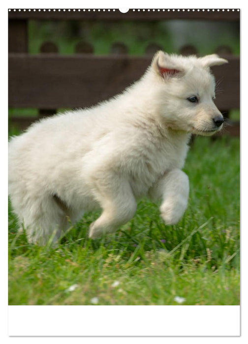 Welpen Zeit - Berger Blanc Suisse (CALVENDO Premium Wandkalender 2025)