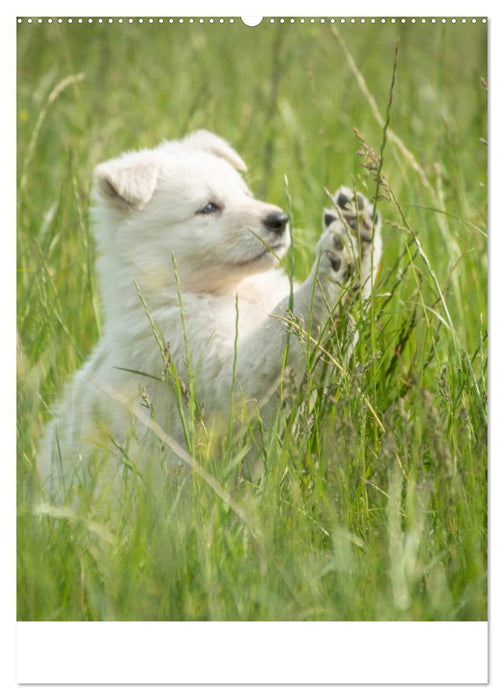 Welpen Zeit - Berger Blanc Suisse (CALVENDO Premium Wandkalender 2025)