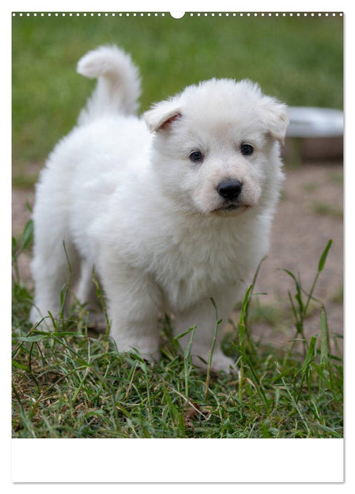 Welpen Zeit - Berger Blanc Suisse (CALVENDO Premium Wandkalender 2025)