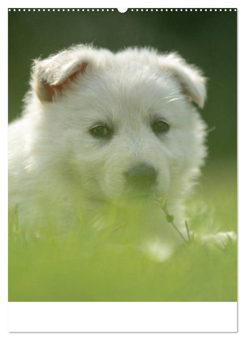 Welpen Zeit - Berger Blanc Suisse (CALVENDO Premium Wandkalender 2025)