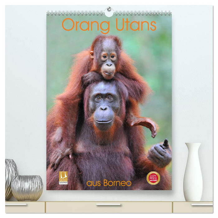 Orang Utans aus Borneo (CALVENDO Premium Wandkalender 2025)