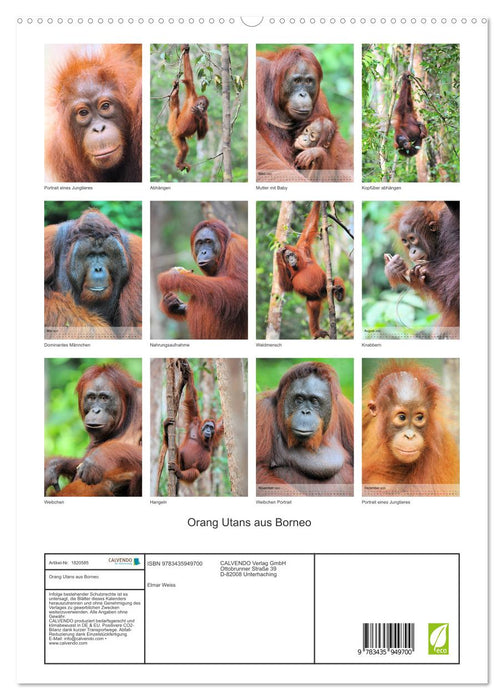 Orang Utans aus Borneo (CALVENDO Premium Wandkalender 2025)