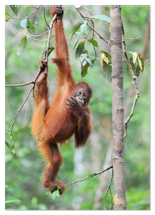 Orang Utans aus Borneo (CALVENDO Premium Wandkalender 2025)