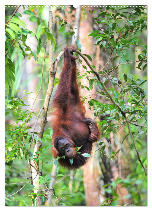 Orang Utans aus Borneo (CALVENDO Premium Wandkalender 2025)