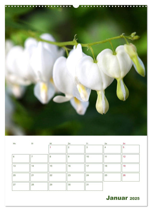 Weiße Blüten im Grünen (CALVENDO Premium Wandkalender 2025)