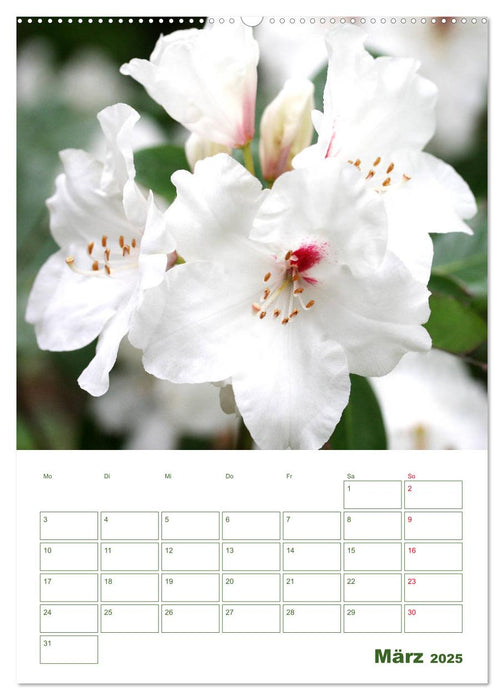 Weiße Blüten im Grünen (CALVENDO Premium Wandkalender 2025)