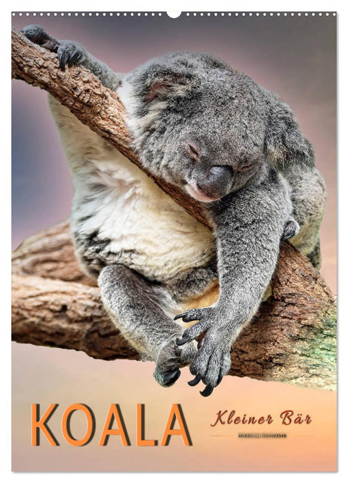 Koala, kleiner Bär (CALVENDO Wandkalender 2025)