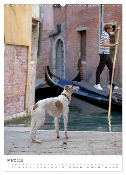 Silken Windsprites - Zwei Windhunde erobern die Lagunenstadt Venedig (CALVENDO Wandkalender 2025)