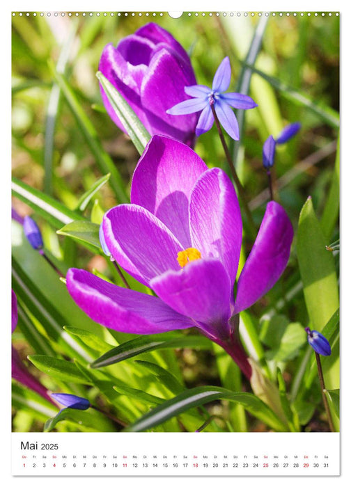 Beglückender Frühling (CALVENDO Premium Wandkalender 2025)