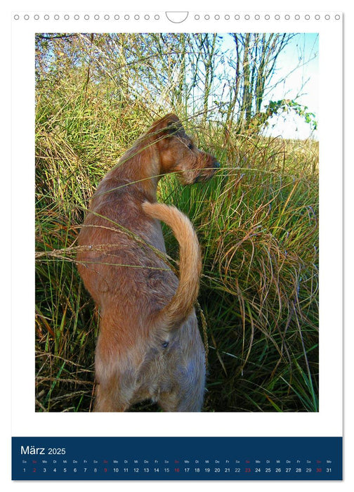 Kelly - Ein Irish Terrier macht Urlaub (CALVENDO Wandkalender 2025)