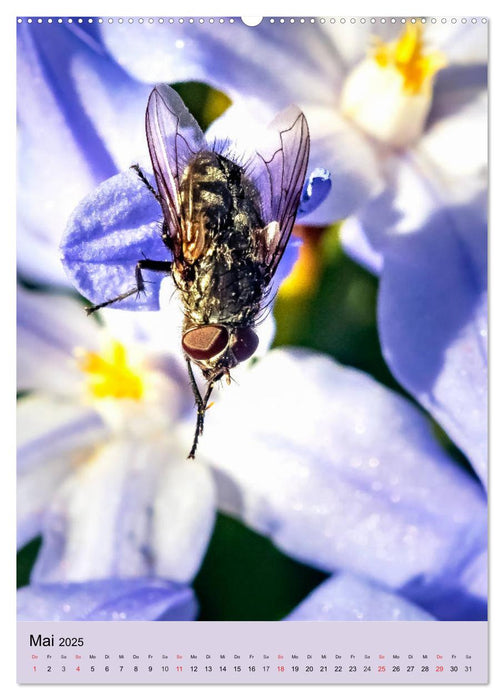 INSEKTENWELT - Heimische Nützlinge ganz nah (CALVENDO Premium Wandkalender 2025)