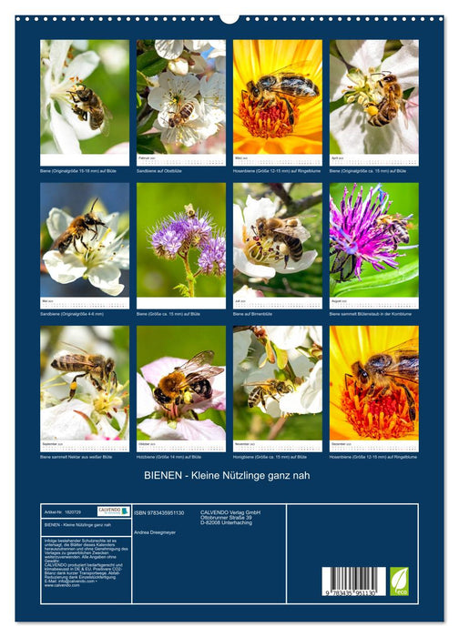 BIENEN - Kleine Nützlinge ganz nah (CALVENDO Premium Wandkalender 2025)